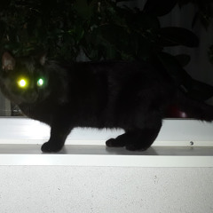 Мотузюк Арсен