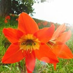 ch