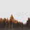 BE FREE