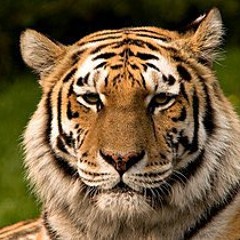 Lion Grin grin