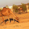 SENZI alharbi