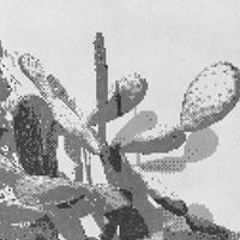 Dumomushrooms