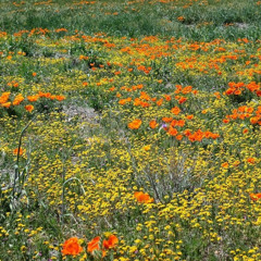 Fathima Arafa Nasleem