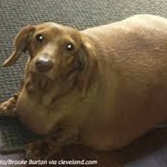 Dagi Dog XD