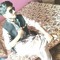 hamood alriesi
