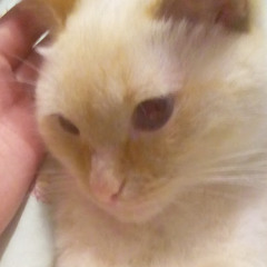 roux