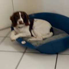 alfie cook