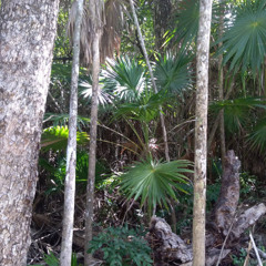 Psicodelia Fronteriza
