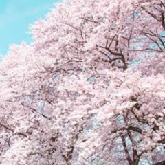 春野桜
