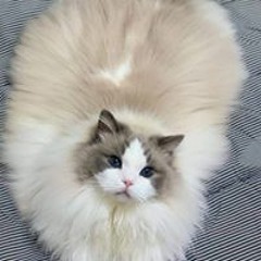 nino