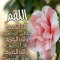 توتا