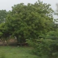 Mangethe Linda kaMkhonto