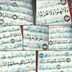 gehad gamal