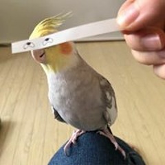 David