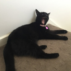 Smolblackcat Yeet