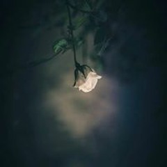 تاج الوقار