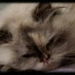 cutecolombiana Torres