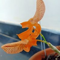 nguyenmanhhung
