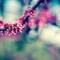 murpha_