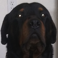 BrownBear