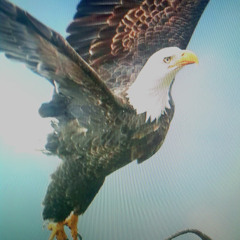 mehmet love and poem