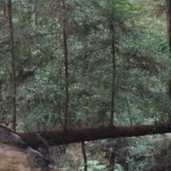 Mariam Khaliqi-Davidson