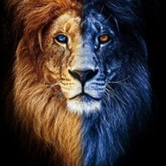 mohamed880
