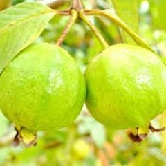 saqib