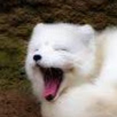 White Foxe