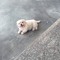 An Bùi
