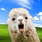 Da Llama