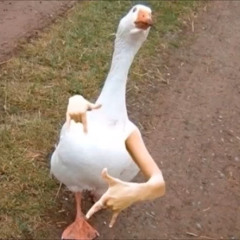 Swagger Duck