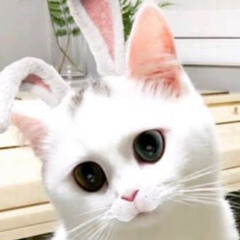 Bangooloppa방울오빠