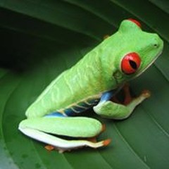Froggy