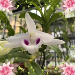 Nguyễn đức Vượng