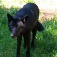 Atli Hrafn Snæbjörnsson