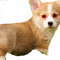 Corgi Gamer 9