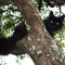 An Absurd Kitten