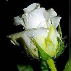 ساره