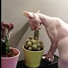Nik mov