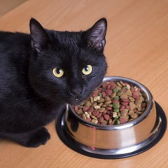 RedtheCat