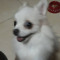 Juve Ttito