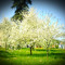 CRO_Mast3r