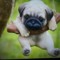 pug Gameing