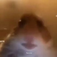 hampster