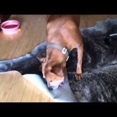 landis johnson-smithers