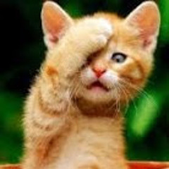 Kitty Venture