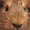 Guinea pigs