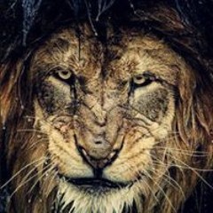 Парвиз Наджафов