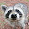 definitely_not_a_racoon